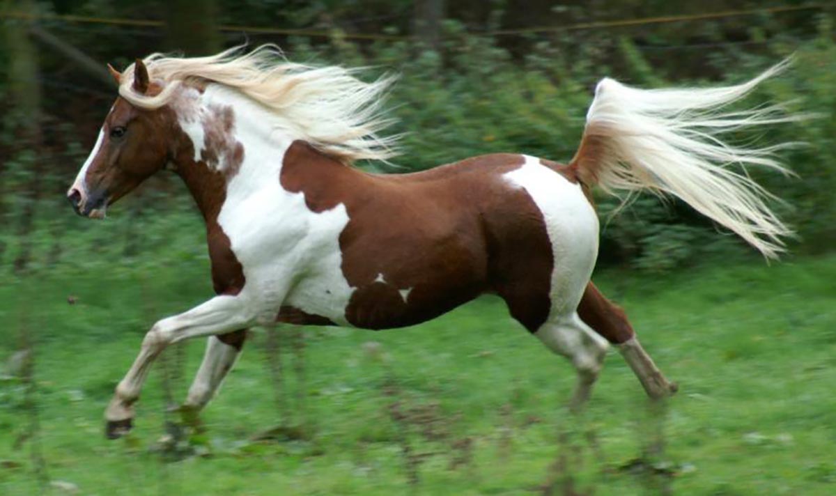 Arabian Pinto Stallion Nawar